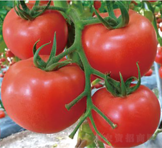 漢姆一號-番茄種子-和潤農業(yè)