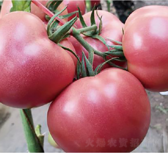 漢姆1755-番茄種子-和潤農(nóng)業(yè)