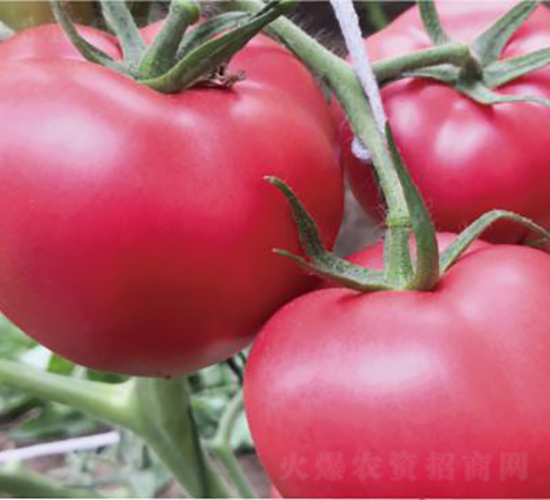 代美特1039-番茄種子-和潤(rùn)農(nóng)業(yè)