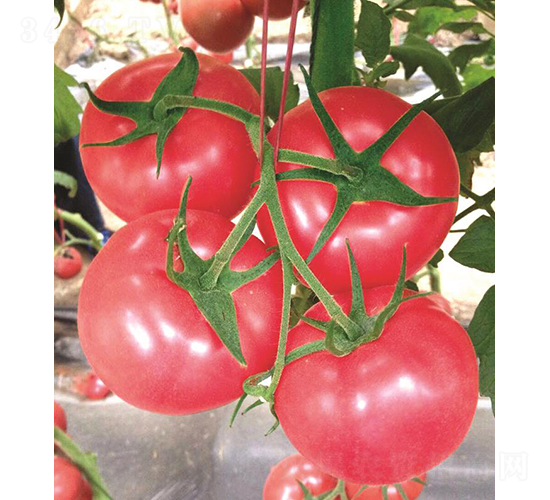漢姆053-番茄種子-和潤農(nóng)業(yè)