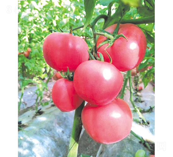 漢姆-77-番茄種子-和潤(rùn)農(nóng)業(yè)