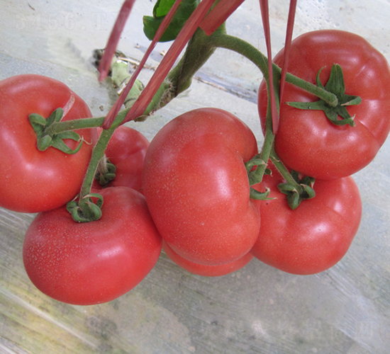 漢姆-87-番茄種子-和潤農業(yè)