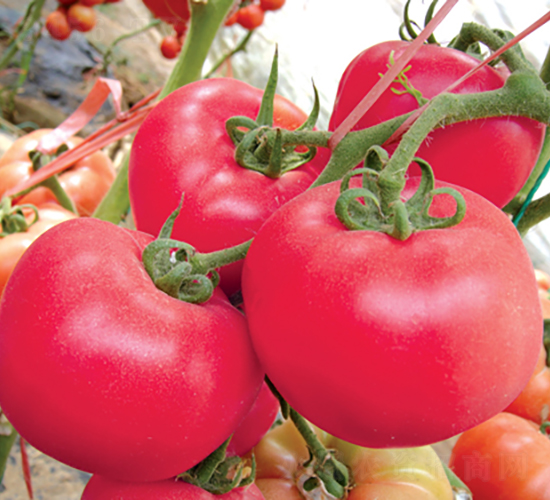 漢姆五號-番茄種子-和潤農(nóng)業(yè)