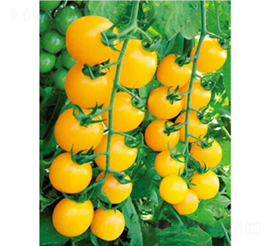 1502-番茄種子-和潤(rùn)農(nóng)業(yè)
