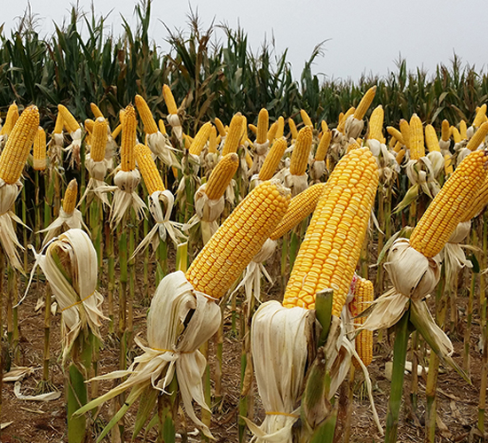 ��ꖹ�9̖(h��o)-���׷N��-���S�N�I(y��)