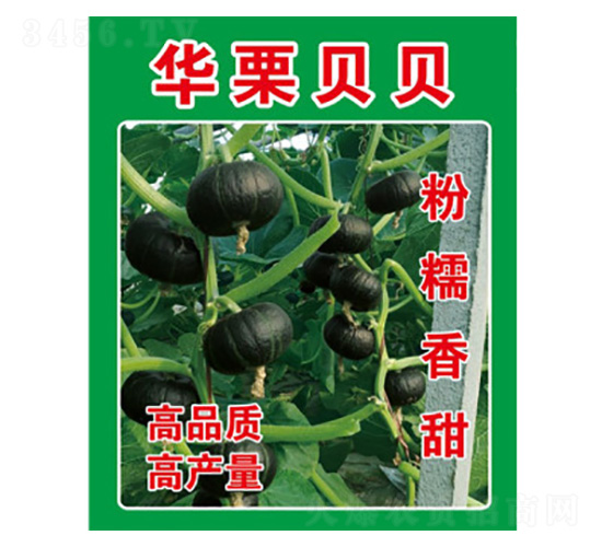 南瓜種子-華栗貝貝-尚豐農(nóng)業(yè)