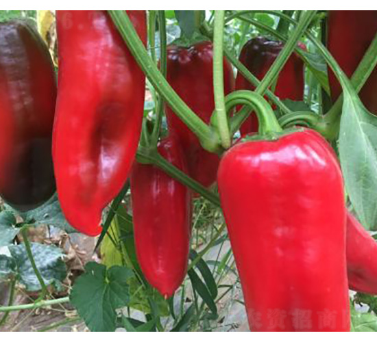辣椒種子-紅泡椒-尚豐農(nóng)業(yè)