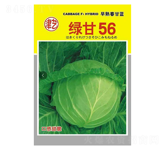 甘藍(lán)種子-綠甘56-邯豐農(nóng)業(yè)