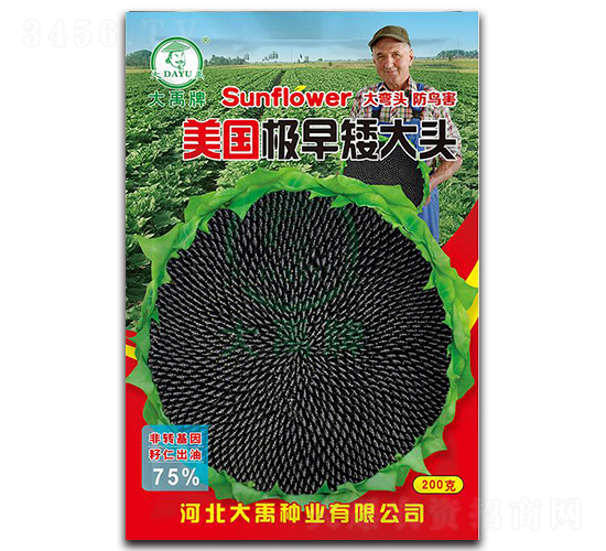 美國極早矮大頭-油葵種子-大禹種業(yè)