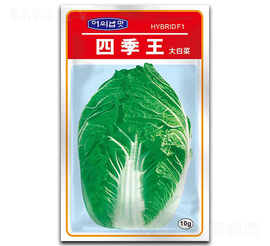 四季王大白菜種子-大禹種業(yè)