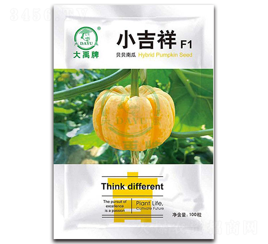 小吉祥貝貝南瓜種子-大禹種業(yè)