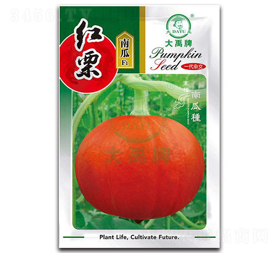 紅栗南瓜種子-大禹種業(yè)