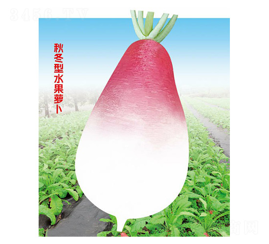 甜梨蘿卜-科光種苗