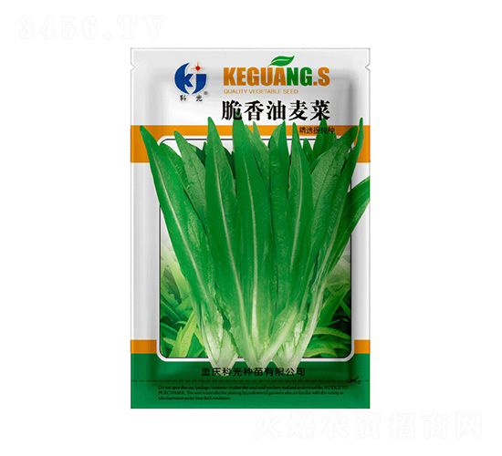 脆香油麥菜-科光種苗