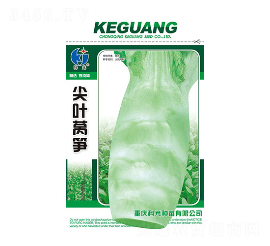 尖葉萵筍-科光種苗