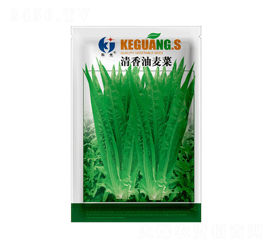 清香油麥菜-科光種苗