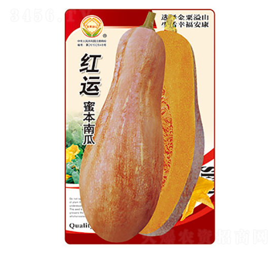 南瓜種子-紅運(yùn)蜜本南瓜-太樂種業(yè)