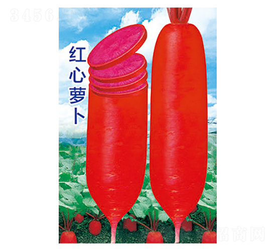 蘿卜種子-紅心蘿卜-太樂種業(yè)