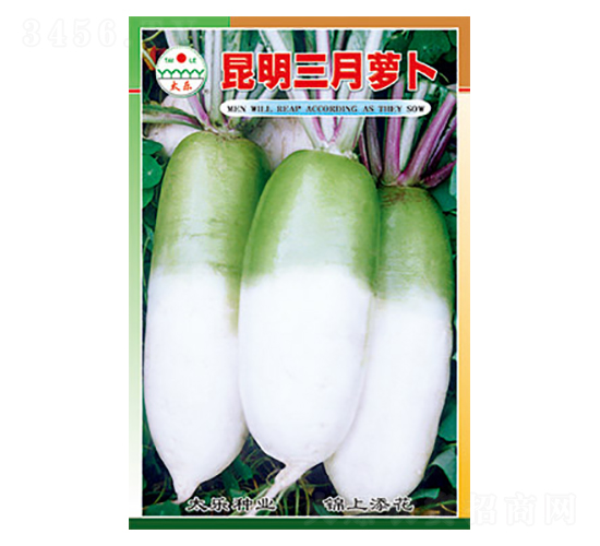 蘿卜種子-昆明三月蘿卜-太樂種業(yè)