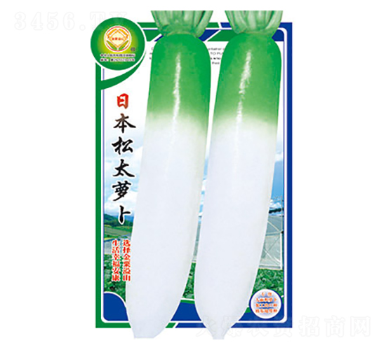 蘿卜種子-日本松太蘿卜-太樂種業(yè)
