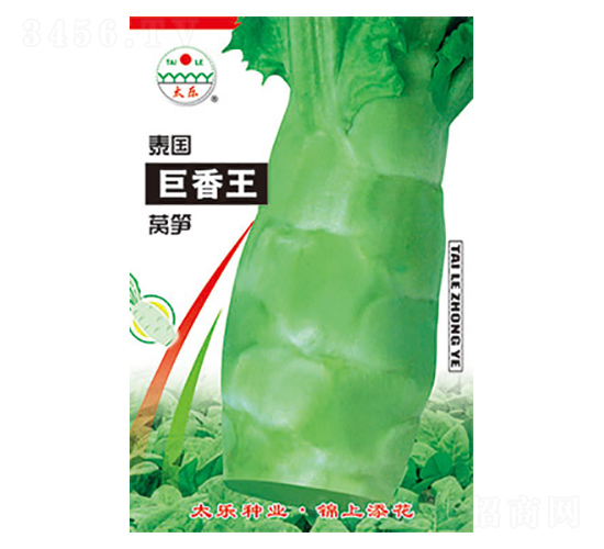 萵筍種子-泰國巨香王-太樂種業(yè)