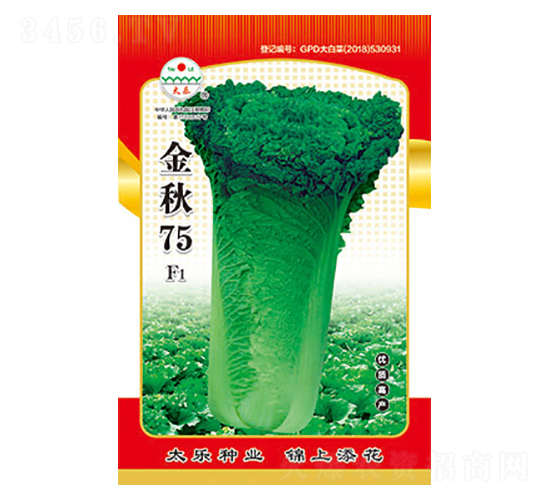 白菜種子-金秋75-太樂種業(yè)