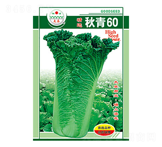 白菜種子-秋青60-太樂種業(yè)