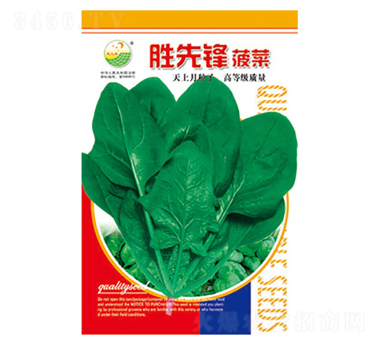菠菜種子-勝先鋒-太樂種業(yè)