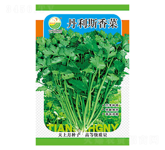 香菜種子-丹利斯香菜-太樂種業(yè)