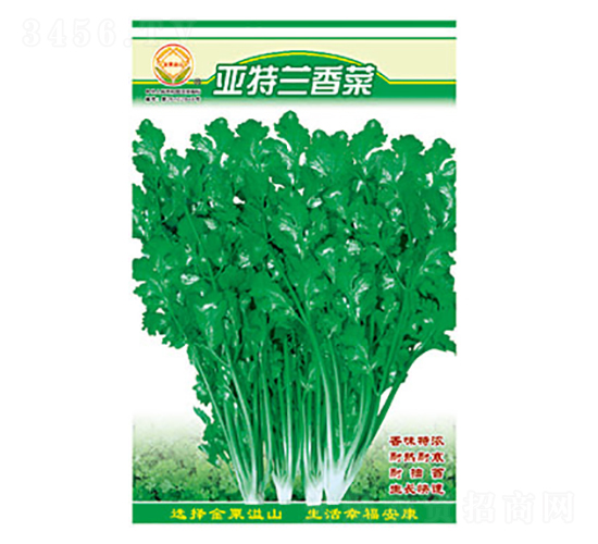 香菜種子-特蘭香菜-太樂種業(yè)