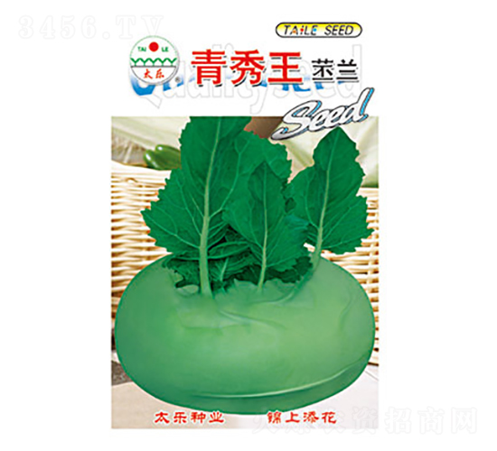 苤蘭種子-青秀王苤蘭-太樂種業(yè)