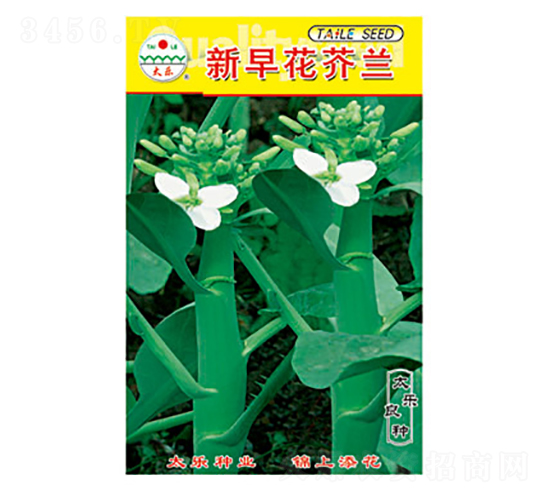 芥蘭種子-新早花芥蘭-太樂(lè)種業(yè)