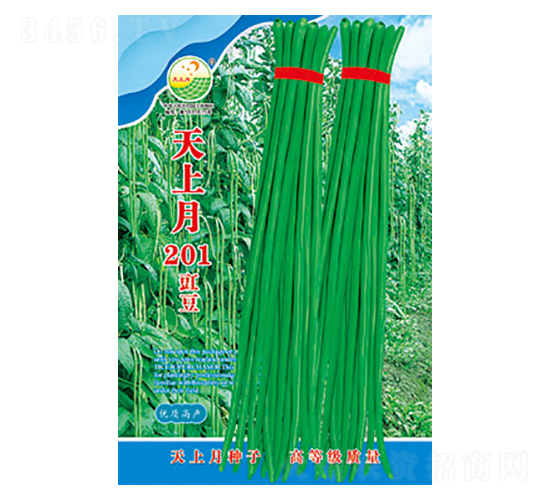 豇豆種子-天上月201-太樂種業(yè)