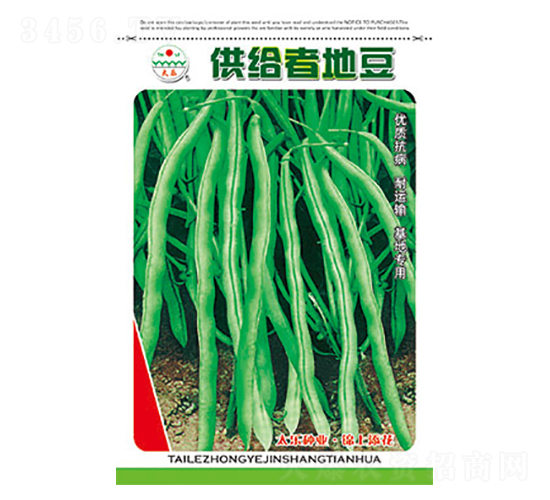 豇豆種子-供給者地豆-太樂(lè)種業(yè)