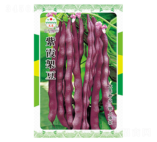 豇豆種子-紫霞架豆-太樂種業(yè)