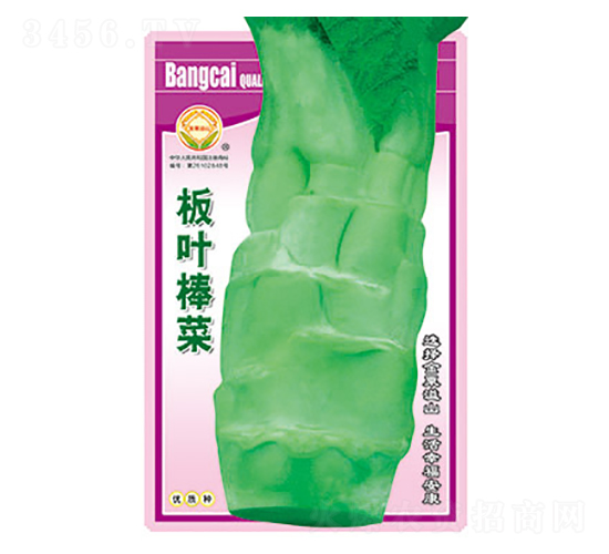 棒菜種子-板葉棒菜-太樂種業(yè)