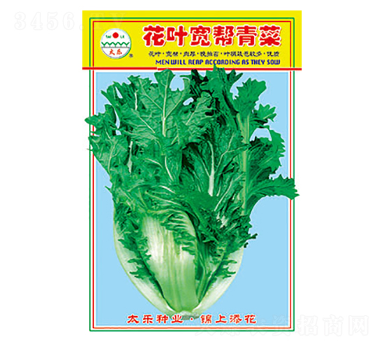 青菜種子-花葉寬幫青菜-太樂種業(yè)
