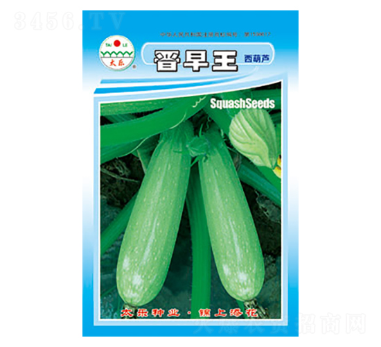 西葫蘆種子-晉早王-太樂種業(yè)