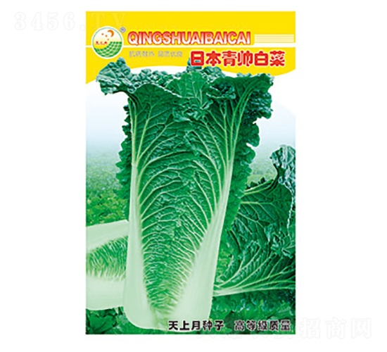 白菜種子-日本青帥白菜-太樂種業(yè)