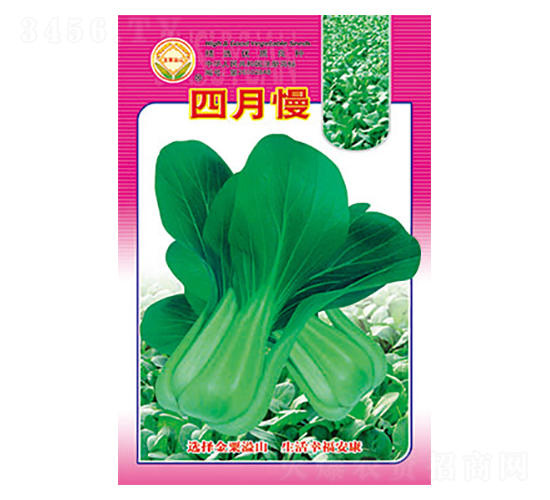 白菜種子-四月慢-太樂種業(yè)
