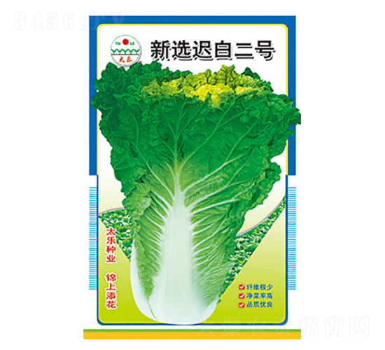 白菜種子-新選遲白二號(hào)-太樂(lè)種業(yè)