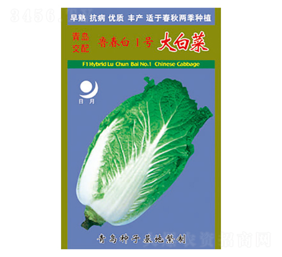 白菜種子-魯春白1號(hào)大白菜-太樂種業(yè)