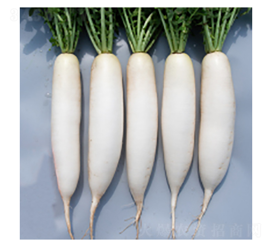 蘿ト種子-灜根323-華瀛種業(yè)