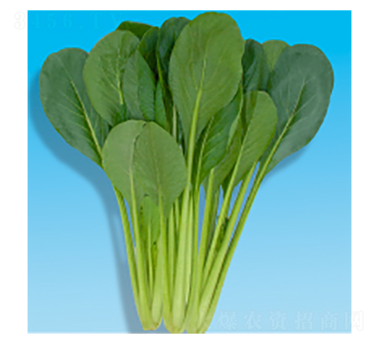 小松菜種子-麗姿-華瀛種業(yè)