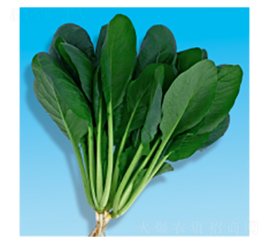 小松菜種子-美姿-華瀛種業(yè)