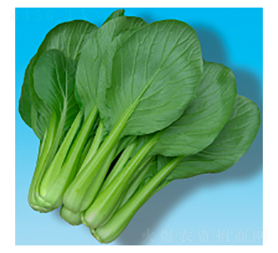 小松菜種子-灜松202-華瀛種業(yè)