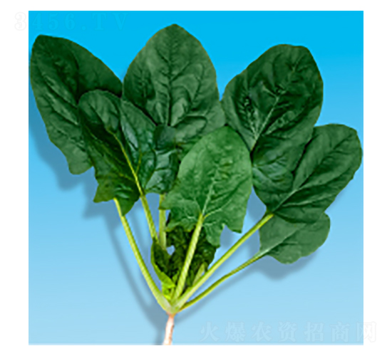 菠菜種子-瀛菠203-華瀛種業(yè)