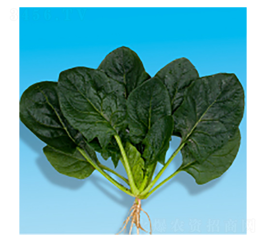 菠菜種子-瀛菠4號(hào)-華瀛種業(yè)