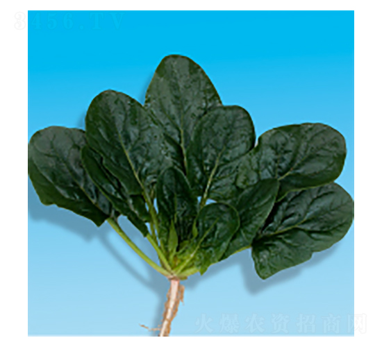 菠菜種子-瀛菠5號-華瀛種業(yè)