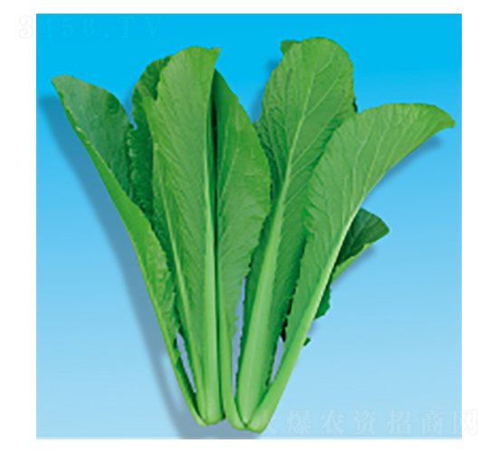 快菜種子-綠將-華瀛種業(yè)